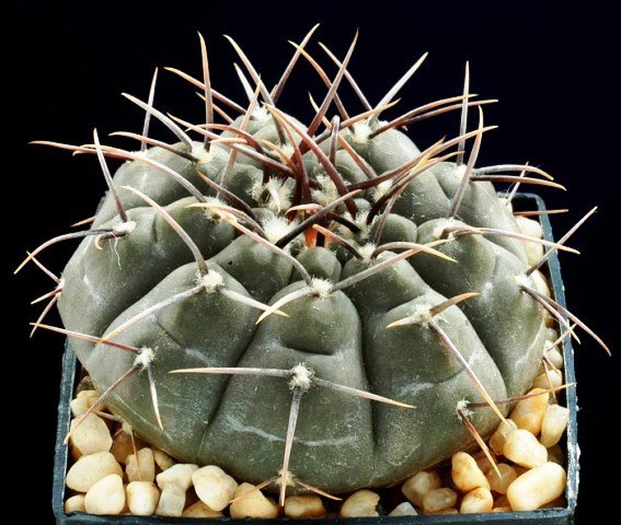 Gymnocalycium_riojense_1